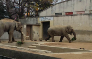 kobe-city-oji-zoo